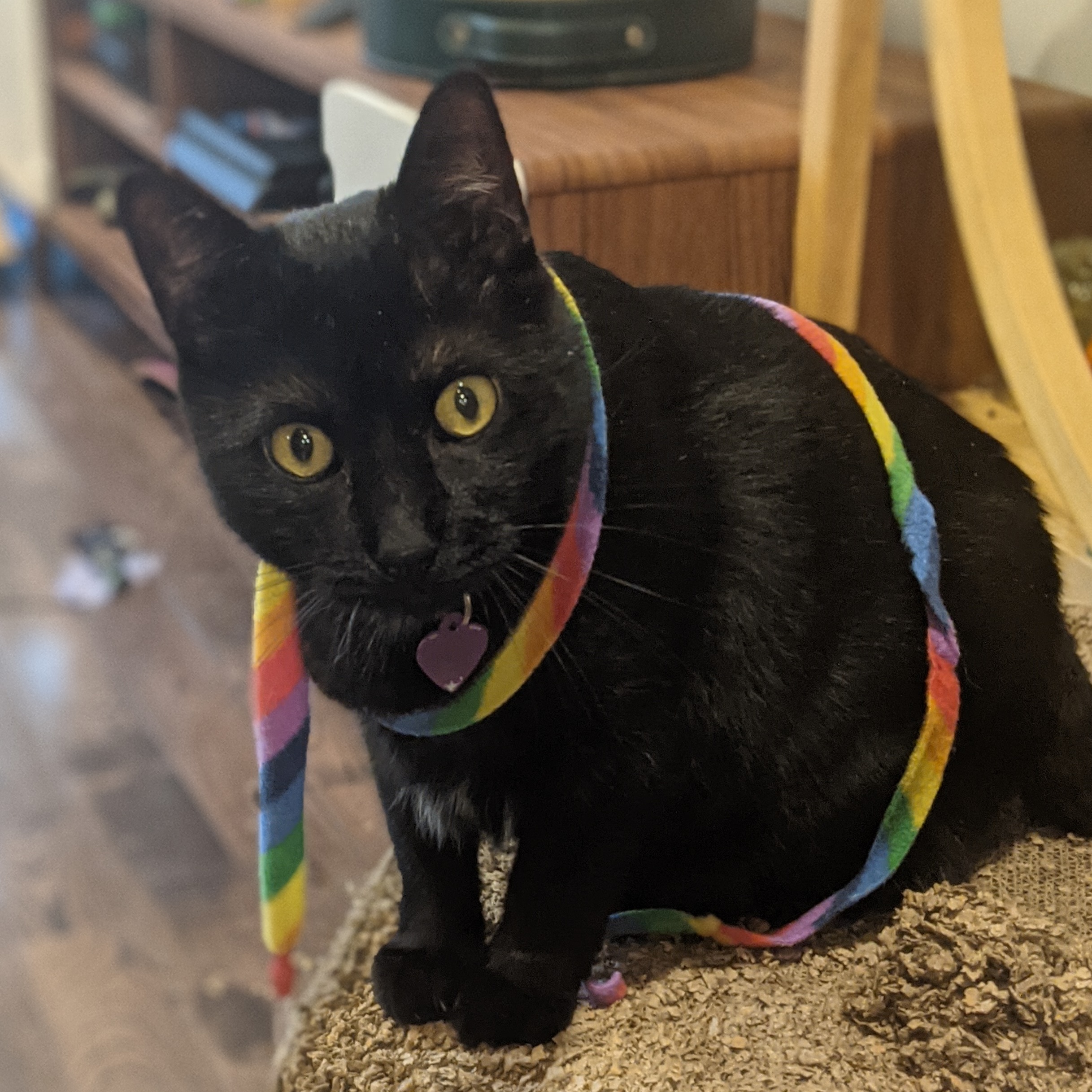 jerry-rainbow-streamer.jpg